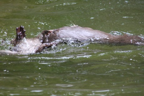 fischotter
