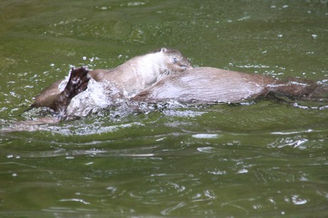 fischotter