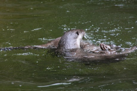 fischotter