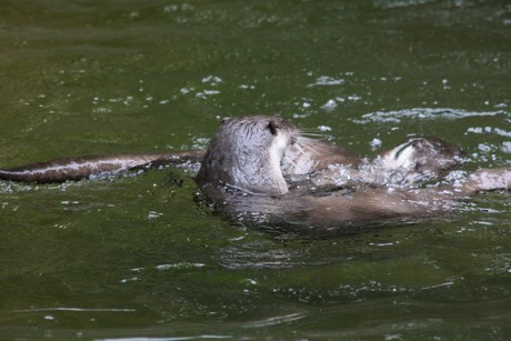 fischotter
