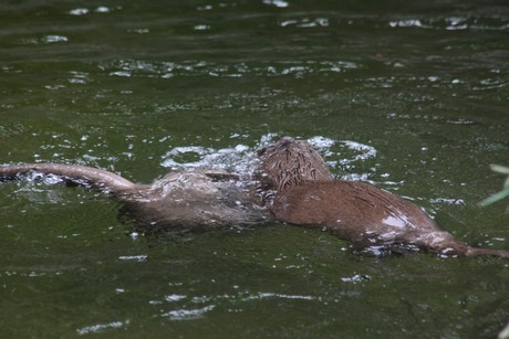 fischotter
