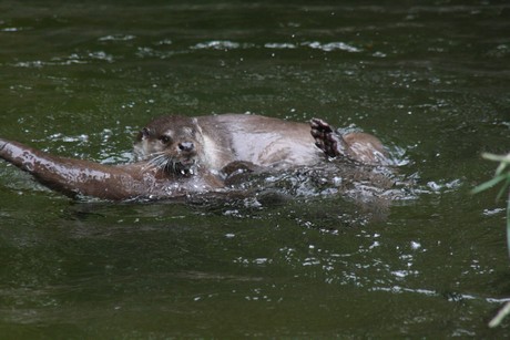 fischotter