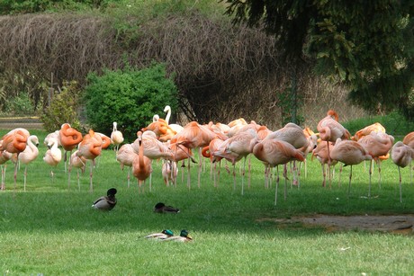 flamingos