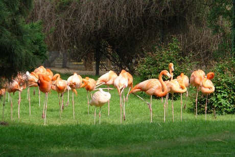 flamingos