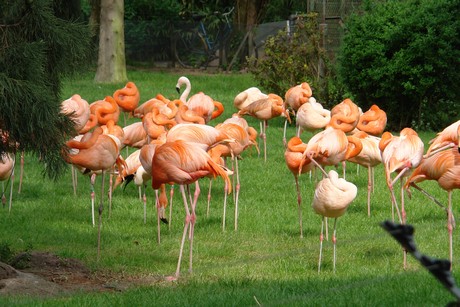 flamingos