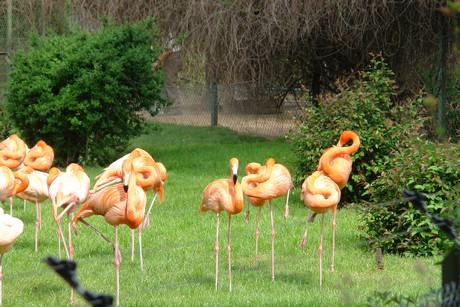 flamingos