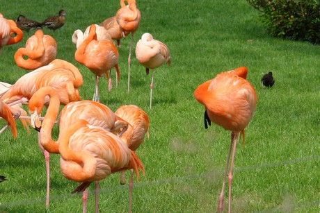 flamingos