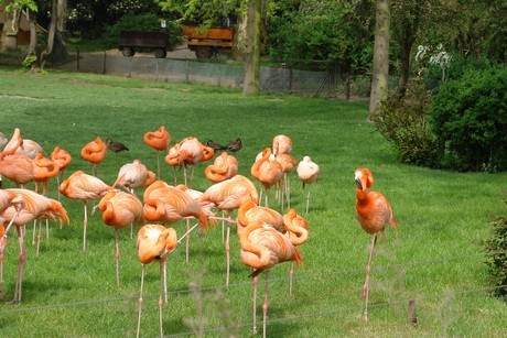 flamingos