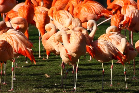 flamingos