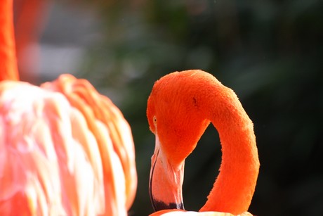 flamingos