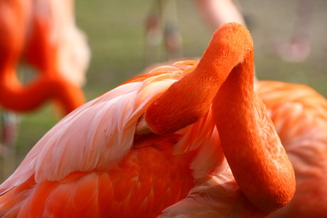 flamingos