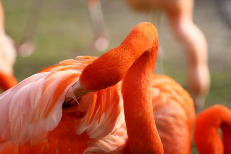 flamingos