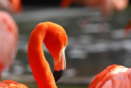 flamingos
