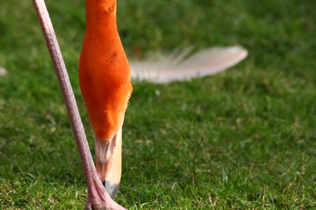 flamingos