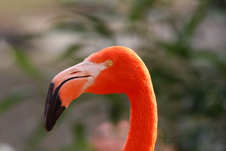flamingos