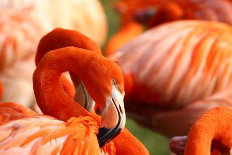 flamingos