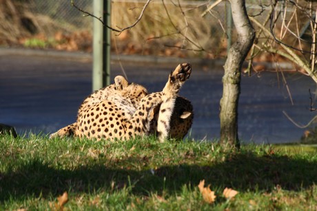 gepard