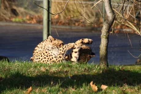 gepard