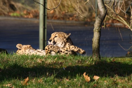 gepard