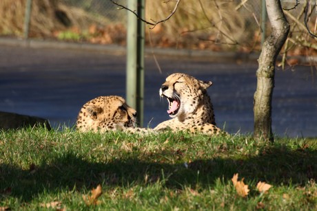 gepard