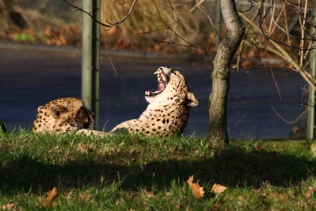 gepard