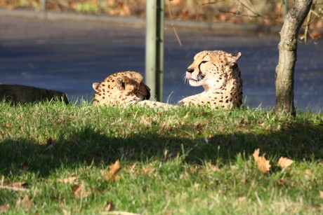 gepard
