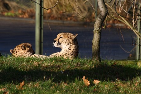 gepard