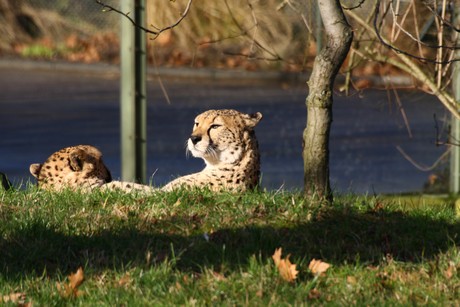gepard