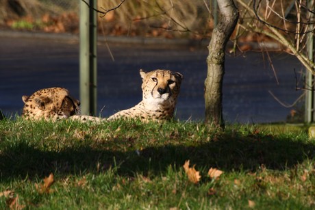 gepard