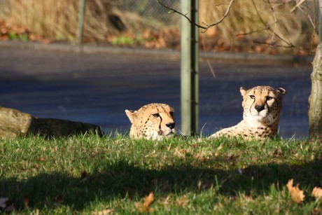 gepard