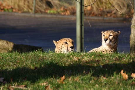 gepard