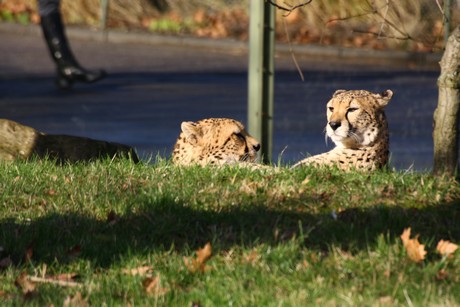 gepard