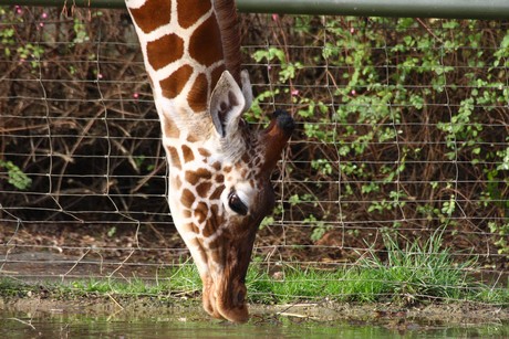 giraffen
