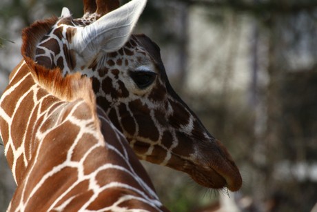 giraffen
