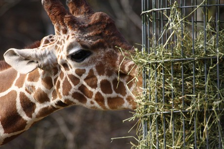 giraffen