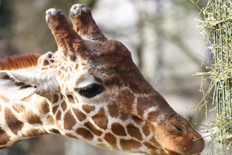 giraffen