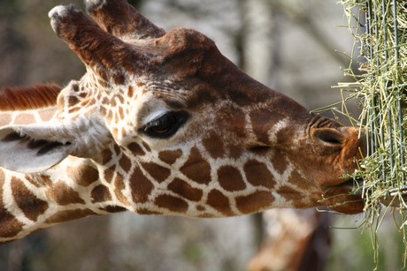 giraffen
