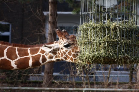 giraffen