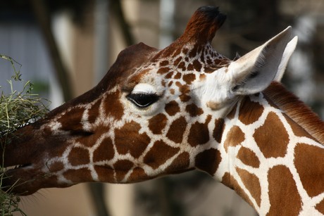 giraffen