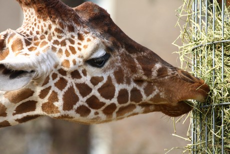 giraffen