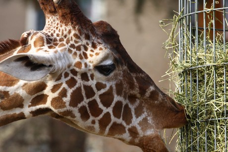 giraffen
