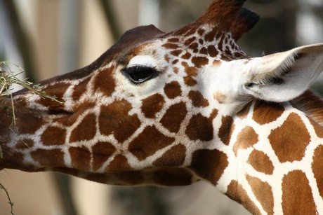 giraffen