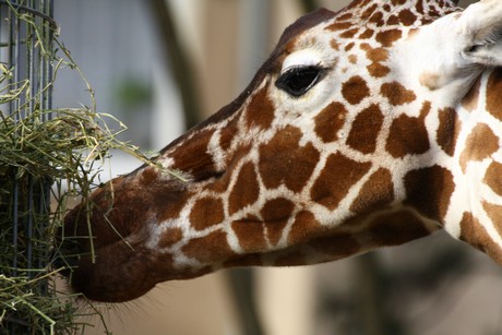 giraffen