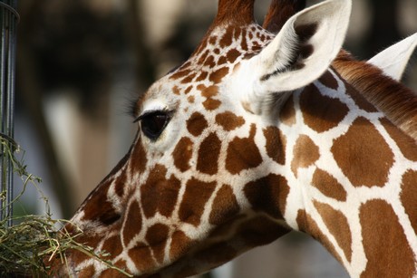 giraffen