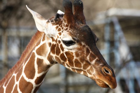 giraffen