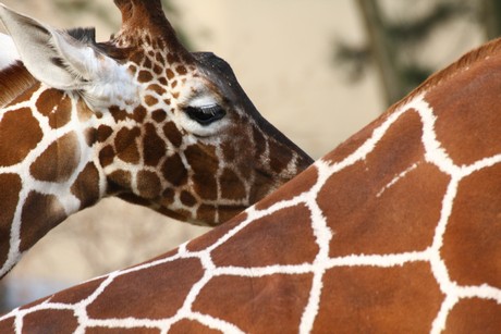 giraffen