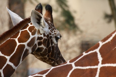 giraffen