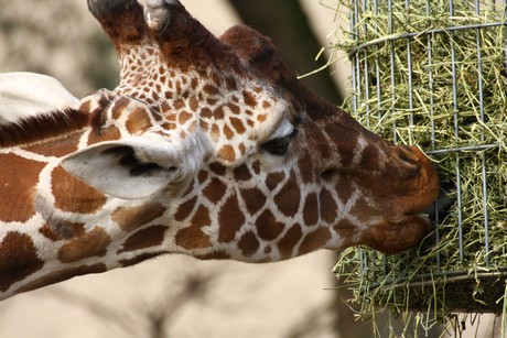 giraffen