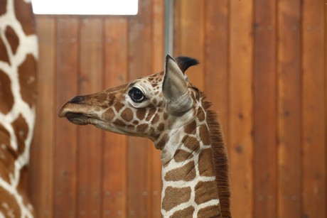 giraffen