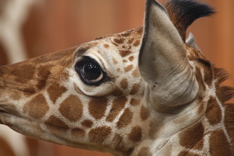 giraffen